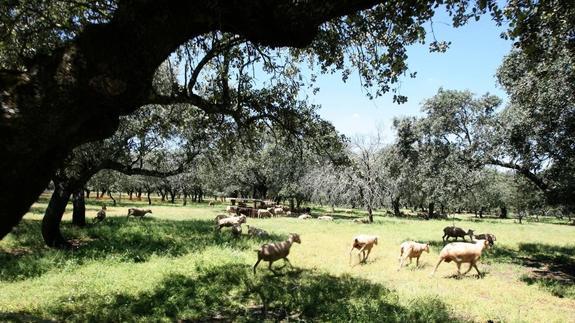 Extremadura  y Portugal  ensayan la mejora de pastos para alimentar animales