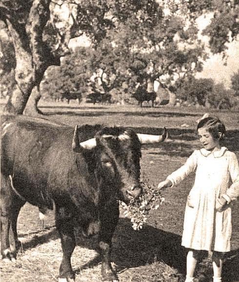 El toro Civilón y su amor por Carmelilla