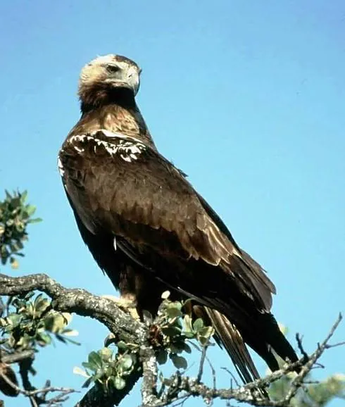 Águila Imperial Ibérica