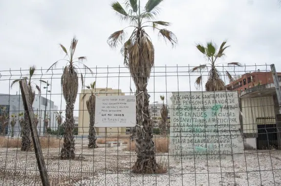 Estado actual de las palmeras de la Plaza Conquistadores, que están visiblemente deterioradas. :: pakopí
