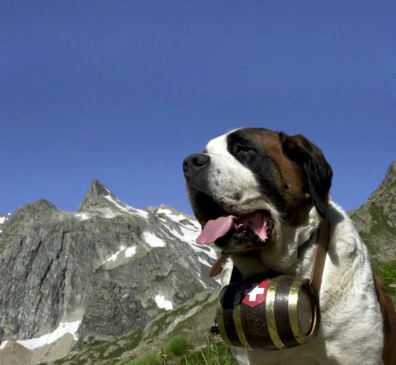 El San Bernardo  es uno de los perros  más típicos de las montañas suizas.  El más utilizado para cocinar es de una raza muy similar al Rottweiler.  