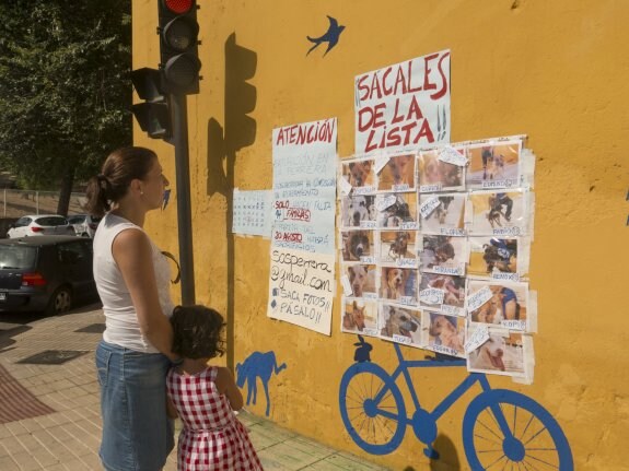 SOS Perrera ha colocado carteles pidiendo ayuda en Ronda del Pilar. :: pakopí