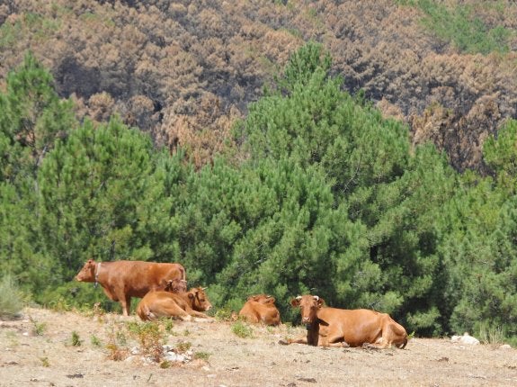 Contraste entre la zona quemada y la que se salvó de las llamas. :: palma