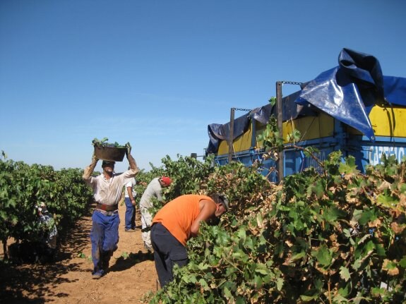 Jornaleros recogen las uvas de las viñas en Tierra de Barros. :: hoy