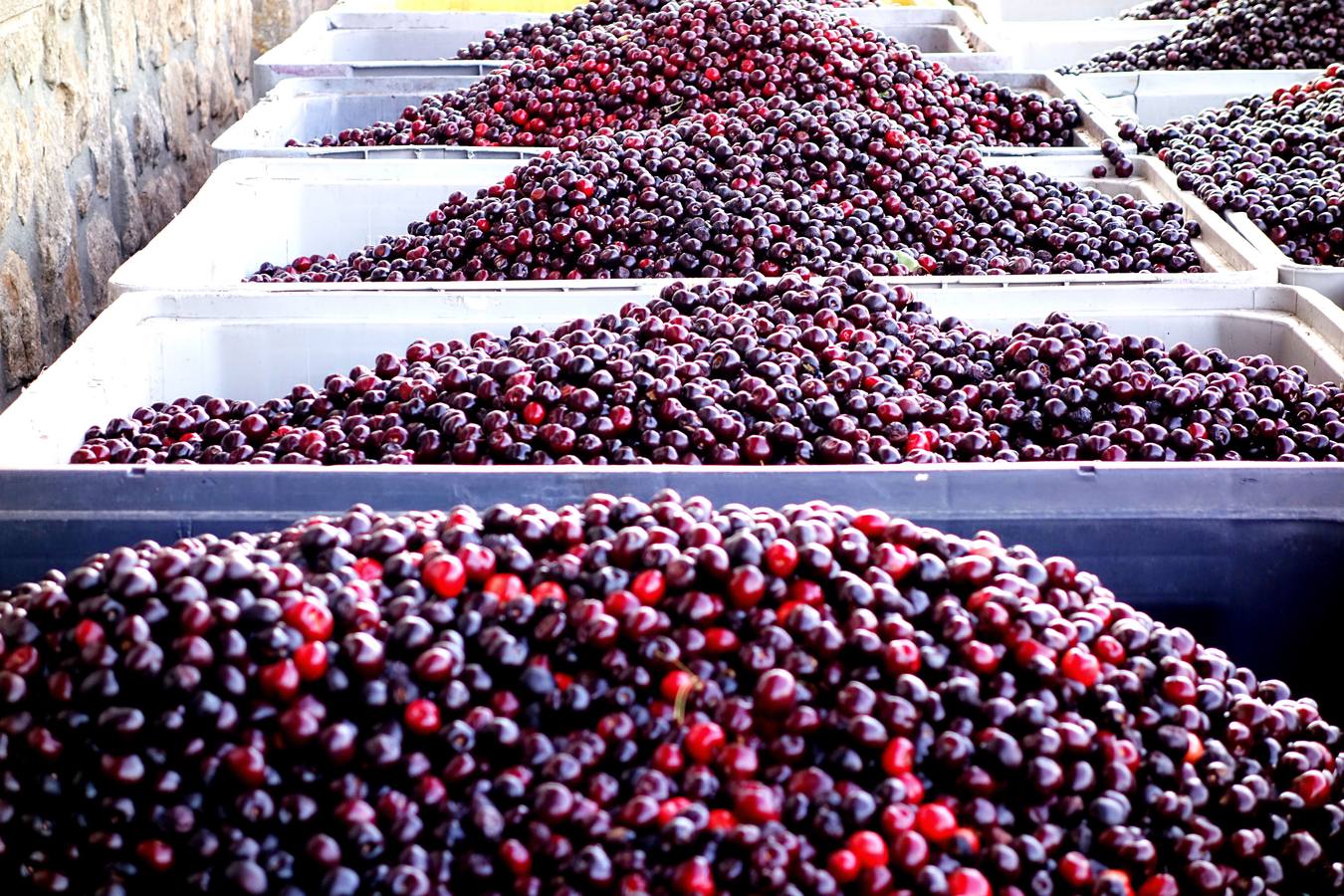 Cerezas picota de una cooperativa de Piornal.