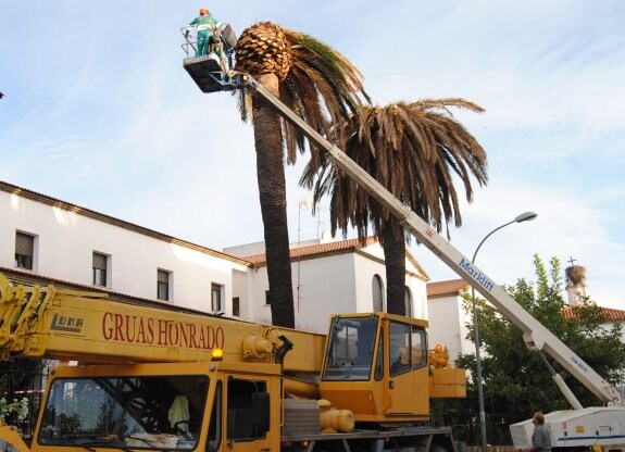 Los operarios cortan las palmeras de la residencia San Antonio. :: HOY