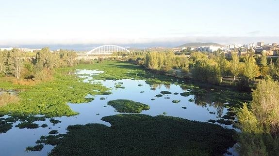 La plaga de camalote impide ver el Guadiana a la altura del Puente Romano.