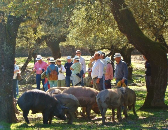 Visitantes y cerdos compartiendo una mañana soleada en la dehesa. 