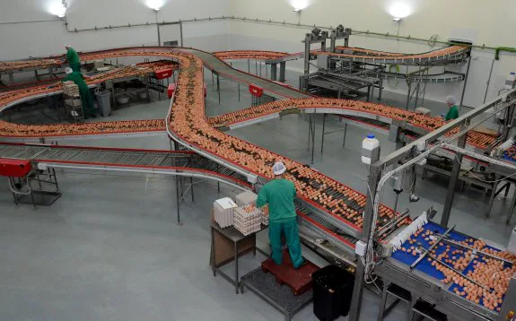 El corazón de la granja, por donde pasan todos los huevos que se procesan en las instalaciones de Huevos Guillén en Almendralejo. :: casimiro moreno