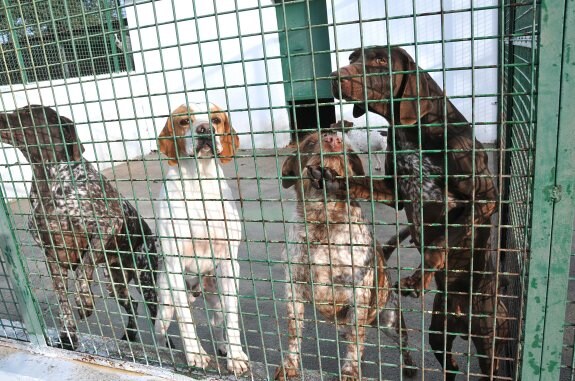 Algunos de los perros acogidos en las instalaciones municipales de Finca Capote. :: david palma