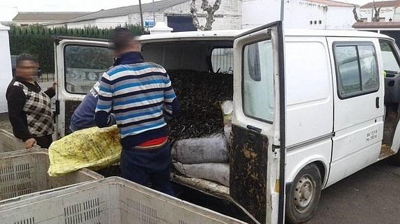 Recuperan 3.830 kilos de aceitunas robadas en Guareña