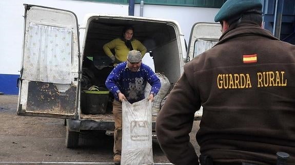 Un guarda mira como se devuelve aceituna robada en Pela. :: BRÍGIDO