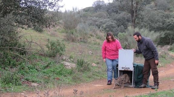 Milano, primer lince liberado en Extremadura este año