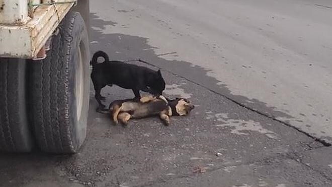 Un perro intenta revivir a su mejor amigo