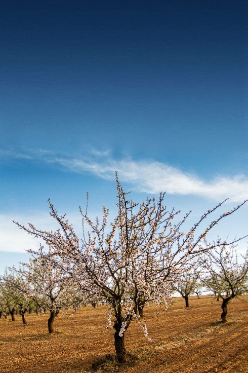 Almendros en flor. :: hoy