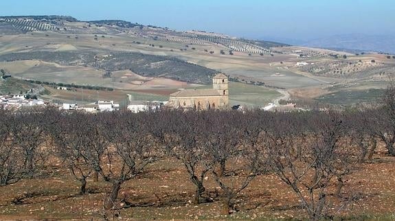 Plantación de almendros.:: HOY