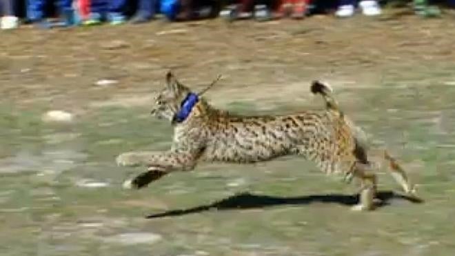 Así es la puesta en libertad de un lince