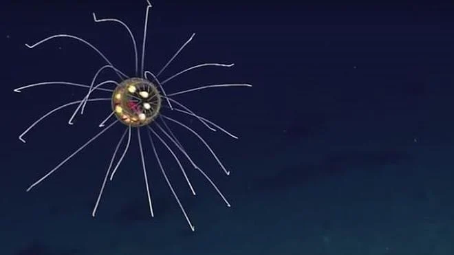 Encuentran una medusa brillante parecida a una criatura extraterrestre