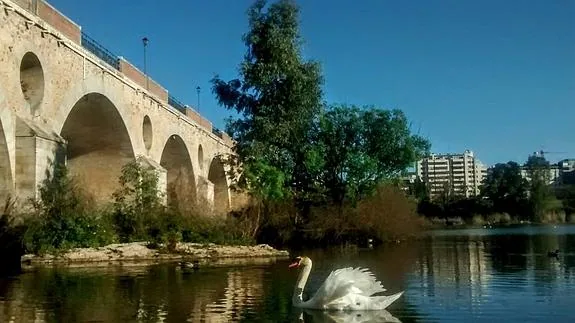 Un cisne en el cauce del Guadiana, junto al Puente de Palmas.