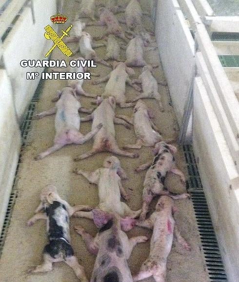 Pegar a un animal deja marca: La Guardia Civil investiga a 308 personas por maltrato