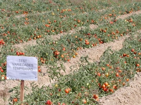 Cultivo de tomate. :: HOY