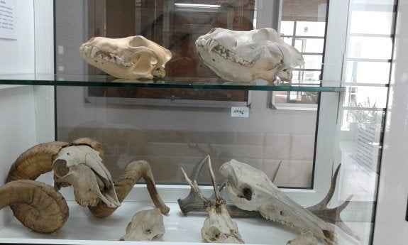 Cráneos de lobos y otros animales expuestos en el centro. :: hoy