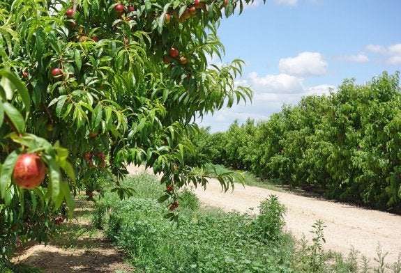 Explotación de nectarinas situada en el término municipal de Montijo. :: E.R.