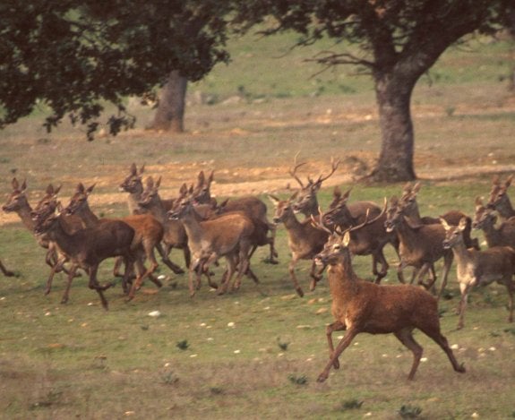 Una manada de cierrvos corre por la sierra de San Pedro. :: hoy