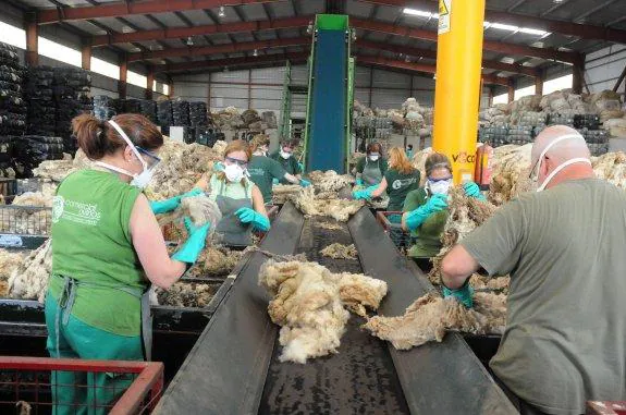 Operarios de Comercial Ovinos seleccionando la lana en la cinta. 