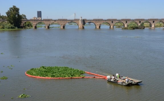 Dos barcas retiran nenúfar mexicano junto al Puente de Palmas. 