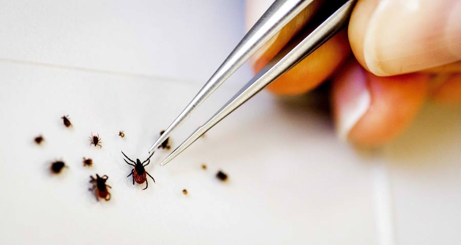 Investigación del virus en garrapatas