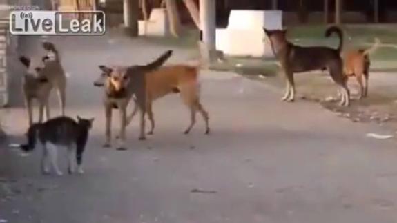 Un gato contra 4 perros