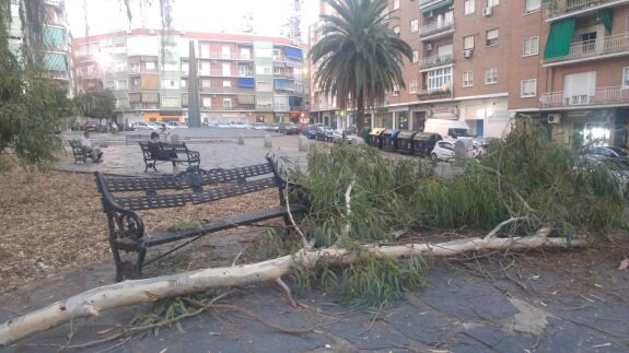 Una rama rompe un banco en Santa Marina