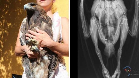 Amus recoge un águila real herida por perdigones en el sur de Extremadura