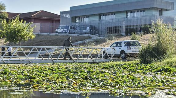 Camalote en el Guadiana
