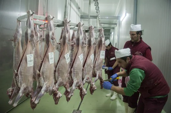 Trabajadores en el matadero 'halal' de Golden Worldwide Trade en Olivenza. Pakopí