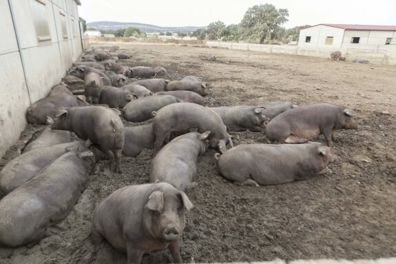 Un lote de cerdos esperando en un corral antes de comer. :: j. rey