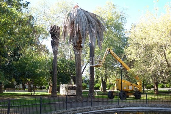 Las tres palmeras afectadas en la Paz han sido ya retiradas. 