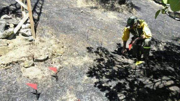 Un agente del Medio Natural, recopilando información en un terreno quemado. :: 