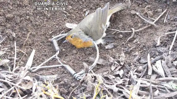 Descubren furtivo que cepos para pájaros en Jaraíz de la Vera | Hoy