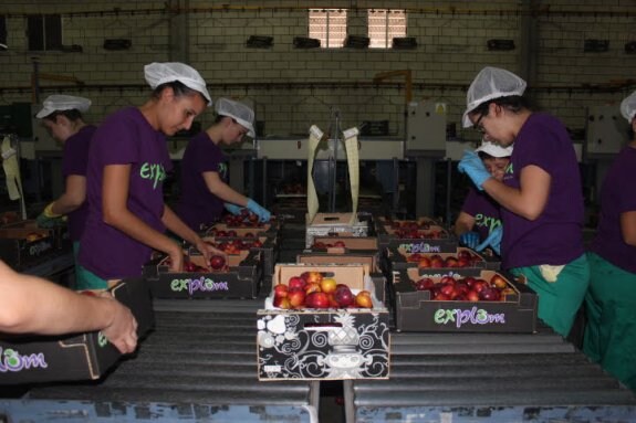 Varias trabajadoras en una cooperativa frutícola. :: hoy