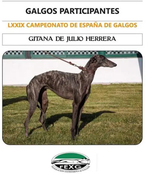 Una galga extremeña, segunda en el campeonato de España