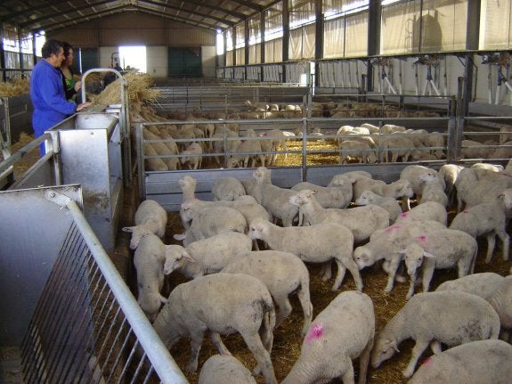 La nueva PAC eleva el número de corderos comercializados por cada hembra objeto de ayuda. :: hoy