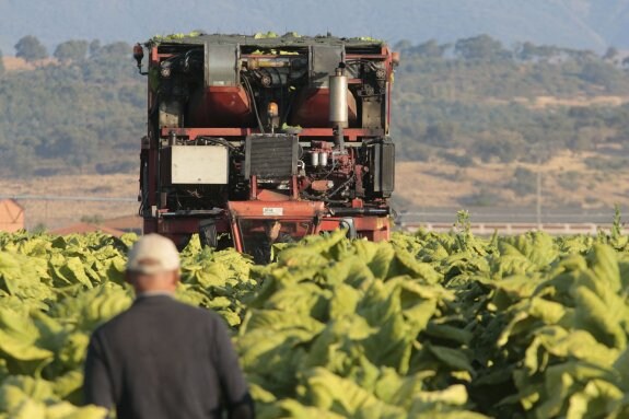 Una plantación de tabaco de la región. :: hoy