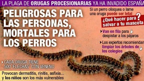 La Guardia Civil alerta: "La procesionaria ha invadido España. Si tu perro las lame podría morir"