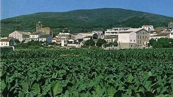 Altadis adquirirá este año un total de 8.500 toneladas de tabaco en verde extremeño
