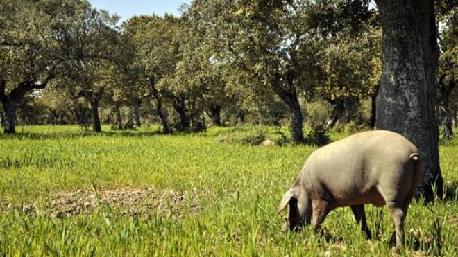 Extremadura recurrirá ante el Supremo la multa de 79 millones por los pastos