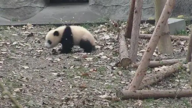 Felicidad absoluta de un panda