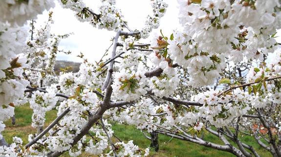 El Jerte prevé recibir unas 50.000 personas durante el Cerezo en Flor