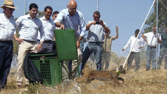 Suelta de un ejemplar de lince ibérico en el Valle de Matachel